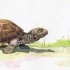La velocità dei tornei e il fattore pazienza
