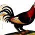 pollo