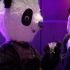 Un panda invade il Final Table delle WSOP