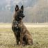 Nolan Dalla presenta Garcon, un membro della security davvero speciale…