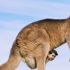 Treccarichi raggiante con l’anello ‘aussie’ al dito: “Stando coi più forti il mio poker è migliorato tantissimo!”