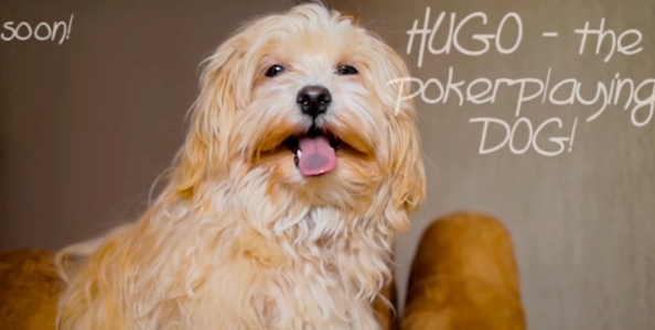 Hugo, il cane pokerista vince $54 in un Sit&Go online!
