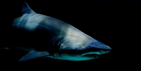 I cinque nuovi squali del poker live italiano!