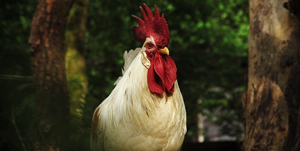 Come fanno i professionisti di poker a capire che c’è un pollo al tavolo