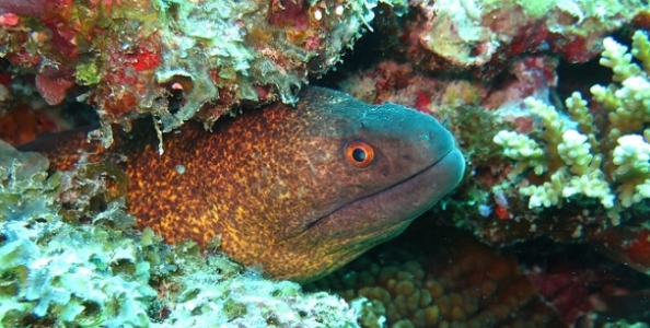 Report MTT domenicali – Gioie pasquali per murenAA e T1gna! A C0d4rus il Sunday Big