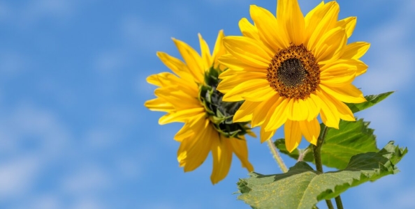 ICOOP: sunflower2593 stende tutti e trionfa nella Wednesday Battle