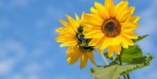 WS After Party: MATTIAMAS93 fa un bel Bankroll Jump, sunflower2593 guida il Sunday Special