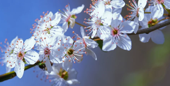 Poker online: non solo SCOOP, ecco i migliori tornei domenicali del 23 marzo