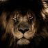 MTT domenicali: leone101975 ruggisce nell’Explosive Sunday, panfro nel Mystery Bounty