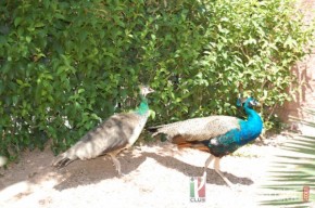 In Casa Sisal ci si pavoneggia!