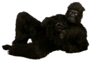 Dove è il Gorilla?
