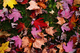 Poker live a ottobre: dall’IPT Nova Gorica al WPT National Venezia, tutti gli appuntamenti del mese