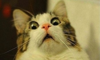 Vince 142.000$ al Sunday Million e perde tutto (anche le mutande) in due giorni al limit hold’em!