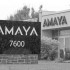 amaya