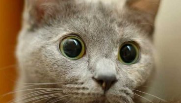 Main Event ICOOP – Uno spot da manicomio a ridosso della bolla!