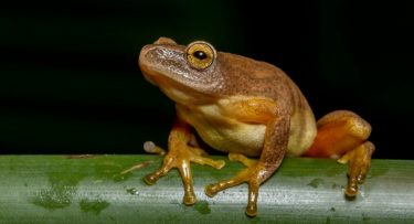 Galactic Series – lukefrog97 è il re del mercoledì grazie al NoS KO