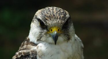 SCOOP: ilboscaiolo95 e FALCO1970 piazzano i colpacci del venerdì sera