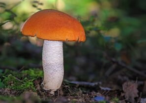 MicroMillions: fungoo14 e gracetedesco sono i mattatori del martedì sera