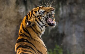 MTT domenicali: lafede98 guida il TANAdelleTIGRI mentre parte la KO Week su partypoker