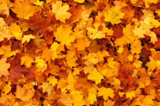 Poker online: ecco i migliori tornei di domenica 16 ottobre