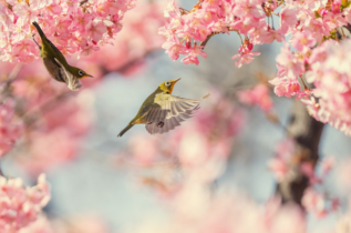 SCOOP 2024: FOLDATE7 trionfa nell’Opener! Garantito già superato nel Sunday Million