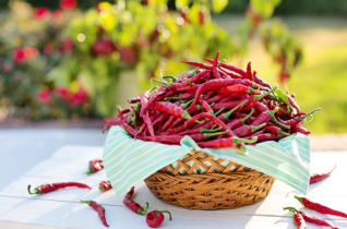 Poker online: eccovi i migliori tornei di domenica 10 settembre