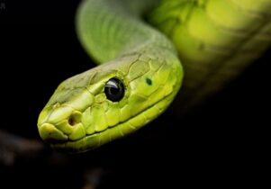 MTT domenicali: serpente1988 comanda nell’ExplosivePKO, Thede nel Super Sunday