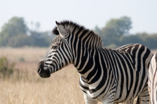 Ultimi scampoli di MicroMillions: zebra8819 comanda nel Super High Roller