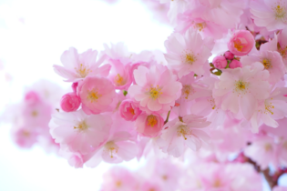 MTT online: LateBloom stende STURM18 e tutti gli altri avvesari nell’Explosive Sunday