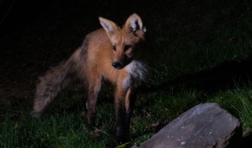 MicroMillions: ULTRASv2 trionfa nel Super High Roller! NightFox96 festeggia già nel Main Event