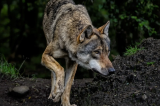 MTT domenicali: Davis1992Lupo guida l’ExplosivePKO! È un autunno XL su 888