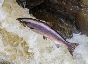 I risultati del lunedì ICOOP: -x-salmone trionfa nell’epilogo dell’Ultra Deep