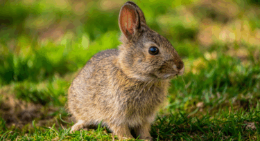 MTT online: SelfVersusSelf la spunta nel Sunday Special, coniglietto nell’High Roller domenicale